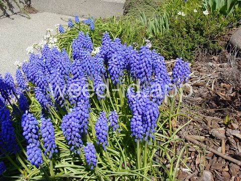 grape-hyacinth